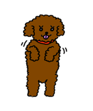 Cute family poodle More sticker #5374225