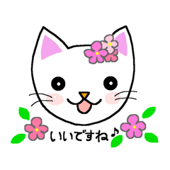 Words to use well of white cat Myi