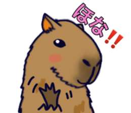 Capybara in Kansai dialect sticker #5385920