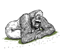 Gorilla gorilla gorilla 3 sticker #5387197