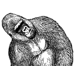 Gorilla gorilla gorilla 3 sticker #5387199