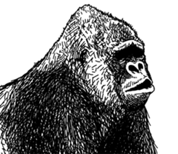 Gorilla gorilla gorilla 3 sticker #5387208