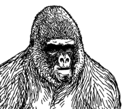 Gorilla gorilla gorilla 3 sticker #5387220