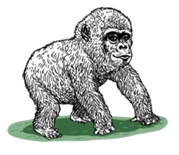 Gorilla gorilla gorilla 3 sticker #5387221
