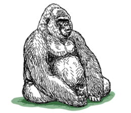 Gorilla gorilla gorilla 3 sticker #5387227