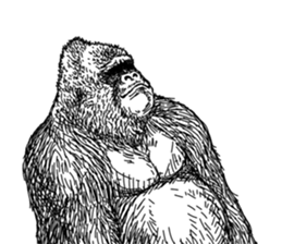 Gorilla gorilla gorilla 3 sticker #5387230