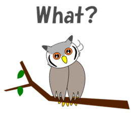 Conversation with Owl English sticker #5393134