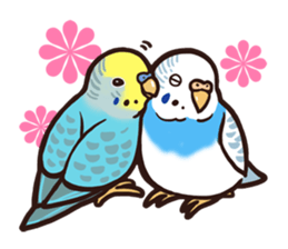 Budgerigars4 sticker #5397873