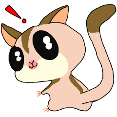 lovely SUGAR GLIDER