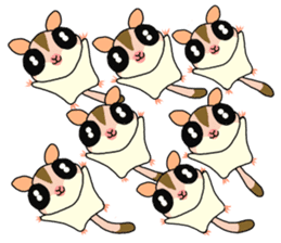lovely SUGAR GLIDER sticker #5441085