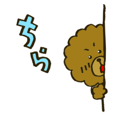 A toy poodle has round hair3