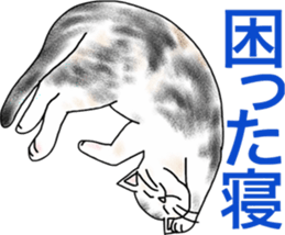 Scottish Fold of kitten Fran sticker #5458834