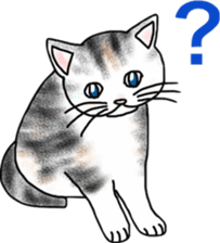 Scottish Fold of kitten Fran sticker #5458840