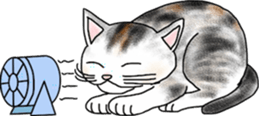 Scottish Fold of kitten Fran sticker #5458842