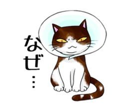 Cat Zanmai sticker #5475477