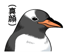 Calm penguin sticker #5488103