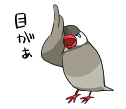 Java Sparrows Sticker2 sticker #5488792