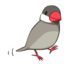 Java Sparrows Sticker2 sticker #5488798