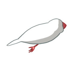 Java Sparrows Sticker2 sticker #5488799