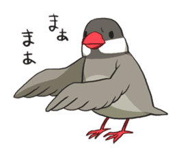 Java Sparrows Sticker2 sticker #5488802