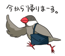 Java Sparrows Sticker2 sticker #5488803