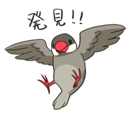 Java Sparrows Sticker2 sticker #5488810