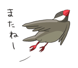 Java Sparrows Sticker2 sticker #5488818