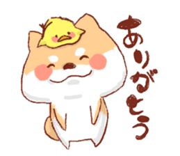 Kichimaru of the Japanese midget Shiba sticker #5489361