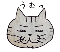 Americanshort daily hair cat. sticker #5511641