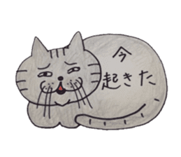 Americanshort daily hair cat. sticker #5511649