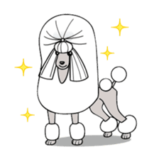 show-style toy poodles sticker #5527497