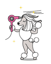 show-style toy poodles sticker #5527509