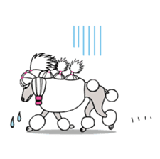 show-style toy poodles sticker #5527513