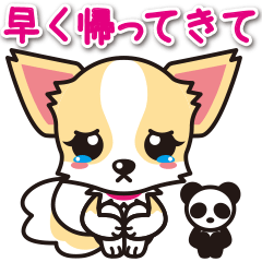 Cute Chihuahua Sticker.Spoiled child