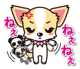 Cute Chihuahua Sticker.Spoiled child sticker #5549902