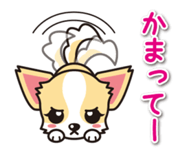Cute Chihuahua Sticker.Spoiled child sticker #5549907