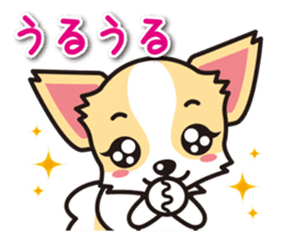 Cute Chihuahua Sticker.Spoiled child sticker #5549922