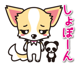 Cute Chihuahua Sticker.Spoiled child sticker #5549930