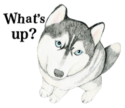 Siberian Husky Sticker (English) sticker #5550222