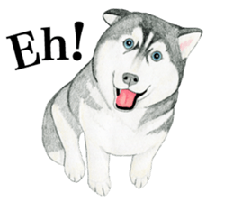 Siberian Husky Sticker (English) sticker #5550227