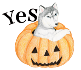 Siberian Husky Sticker (English) sticker #5550228