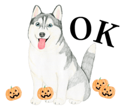 Siberian Husky Sticker (English) sticker #5550231