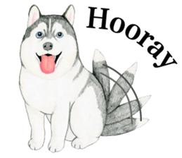 Siberian Husky Sticker (English) sticker #5550243