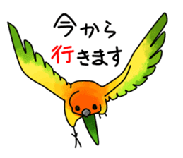 Sun Conure (birds) sticker #5550302