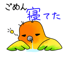 Sun Conure (birds) sticker #5550312