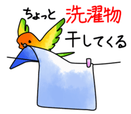 Sun Conure (birds) sticker #5550327