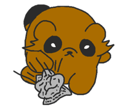 Raccoon wash sticker #5559102