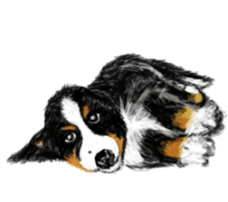 BERNESE MOUNTAIN DOG RIN VerSion1 sticker #5568604