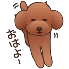 Cute! Lovely! Toy Poodle! sticker #5589124