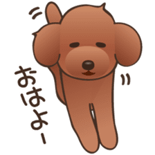 Cute! Lovely! Toy Poodle! sticker #5589124